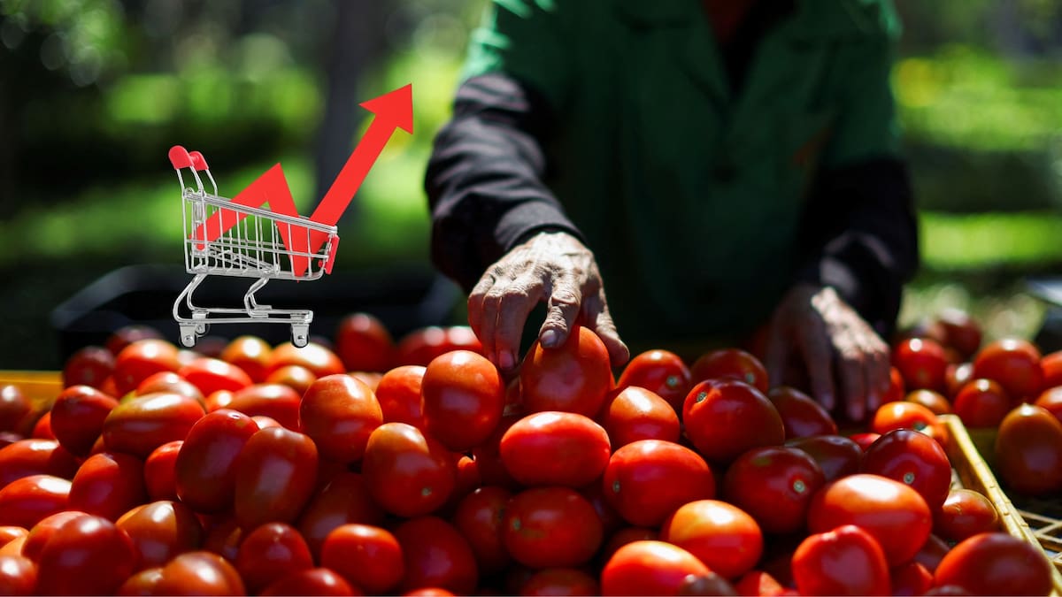 El precio del tomate se dispara en México y mientras el consumidor paga hasta 55 pesos por kilo, el agricultor apenas recibe 17, una brecha que exhibe cómo intermediarios y tiendas concentran ganancias y encarecen un alimento básico en plena presión inflacionaria