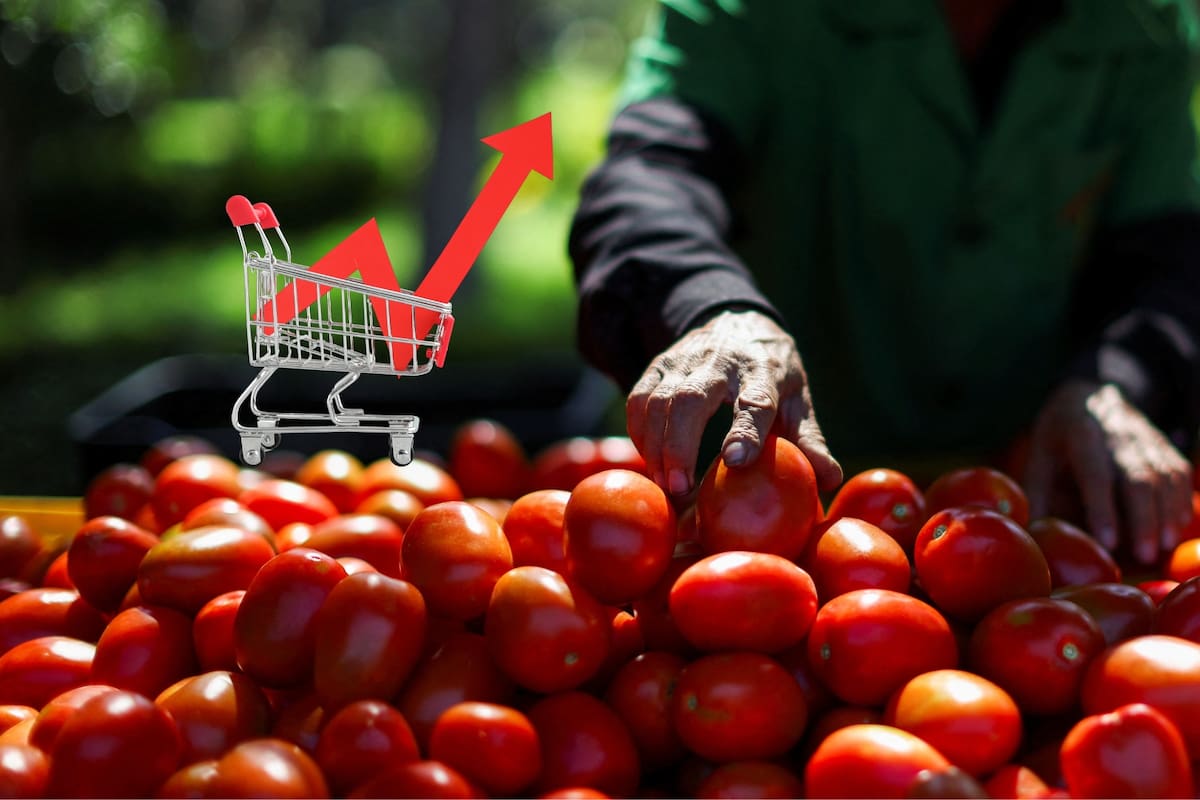 El precio del tomate se dispara en México y mientras el consumidor paga hasta 55 pesos por kilo, el agricultor apenas recibe 17, una brecha que exhibe cómo intermediarios y tiendas concentran ganancias y encarecen un alimento básico en plena presión inflacionaria