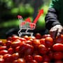 El precio del tomate se dispara en México y mientras el consumidor paga hasta 55 pesos por kilo, el agricultor apenas recibe 17, una brecha que exhibe cómo intermediarios y tiendas concentran ganancias y encarecen un alimento básico en plena presión inflacionaria