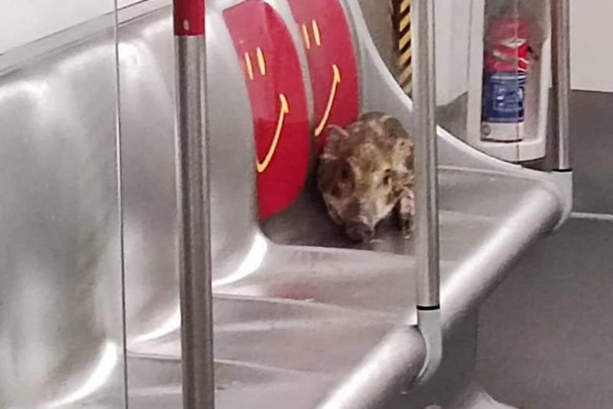 Encuentran un jabalí en metro de Hong Kong