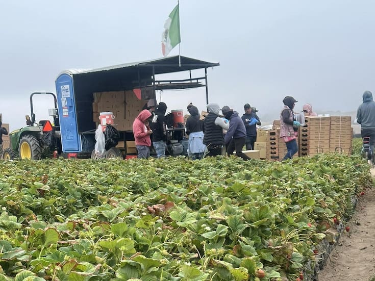 Trabajo infantil prácticamente está erradicado en San Quintín