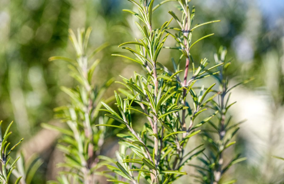 Aceite de romero para acelerar el crecimiento del cabello | Foto: Especial (canva)