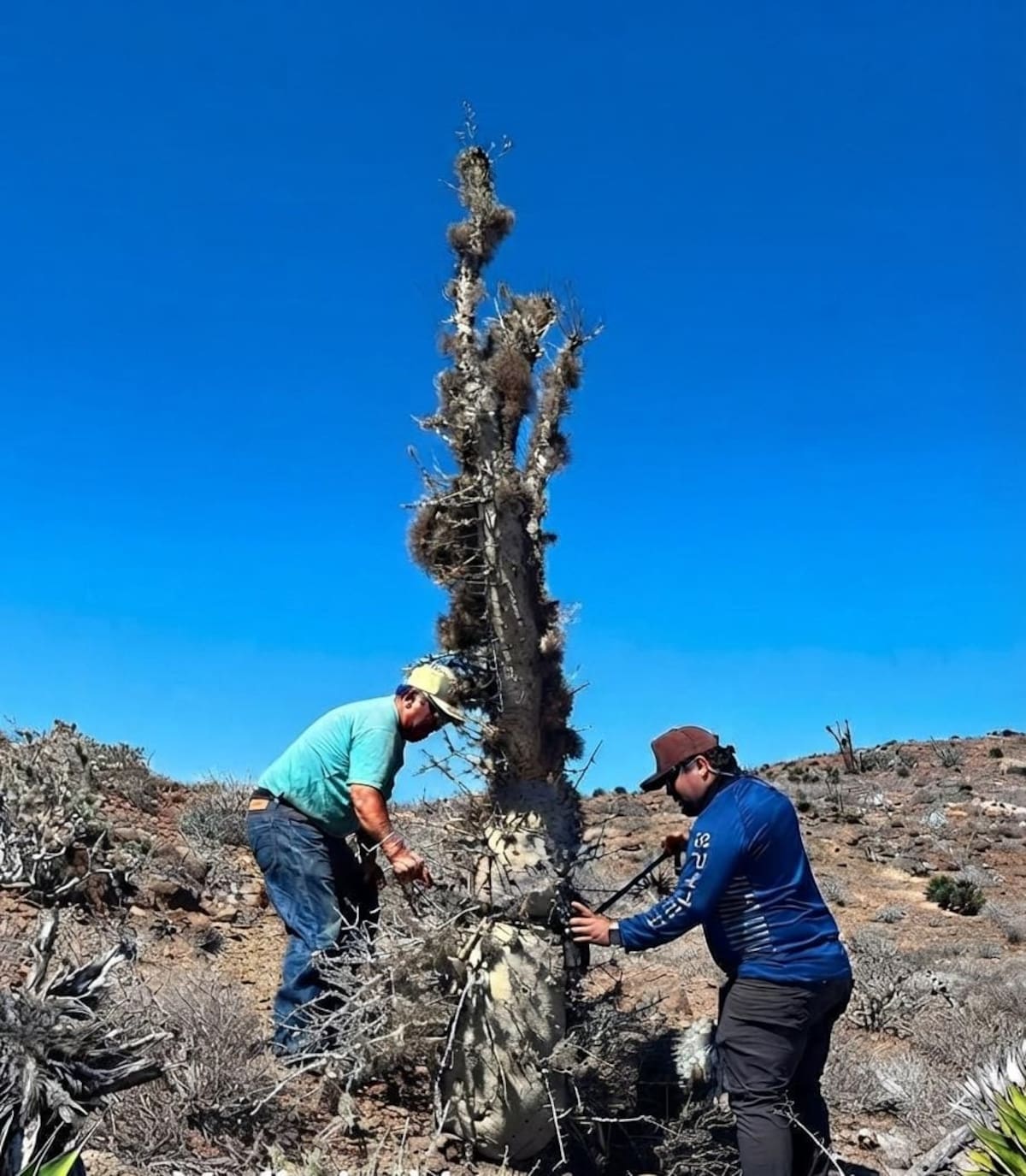 La Conanp colocó dos cámaras trampa en el Valle de los Cirios para fortalecer el monitoreo de la fauna silvestre y mejorar las estrategias de conservación.
Foto: Cortesía.