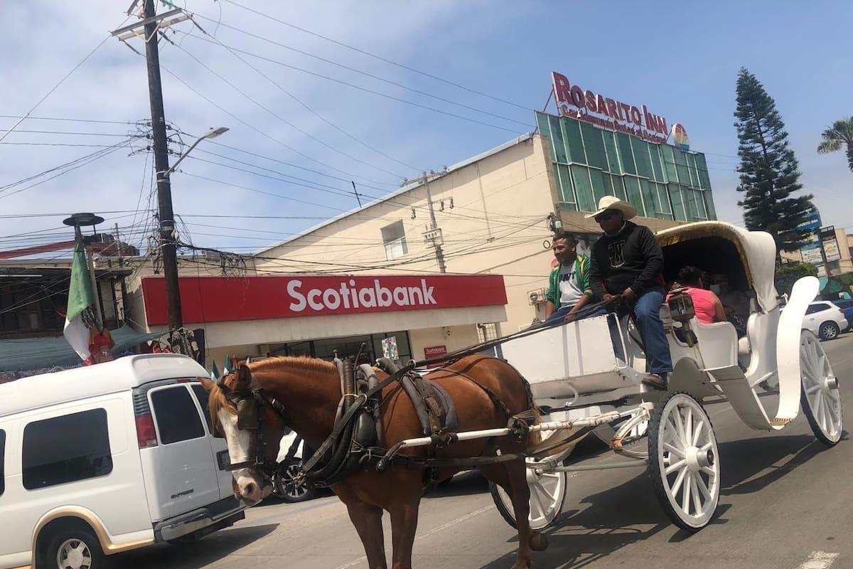 Continúan operando tres calandrias en Rosarito