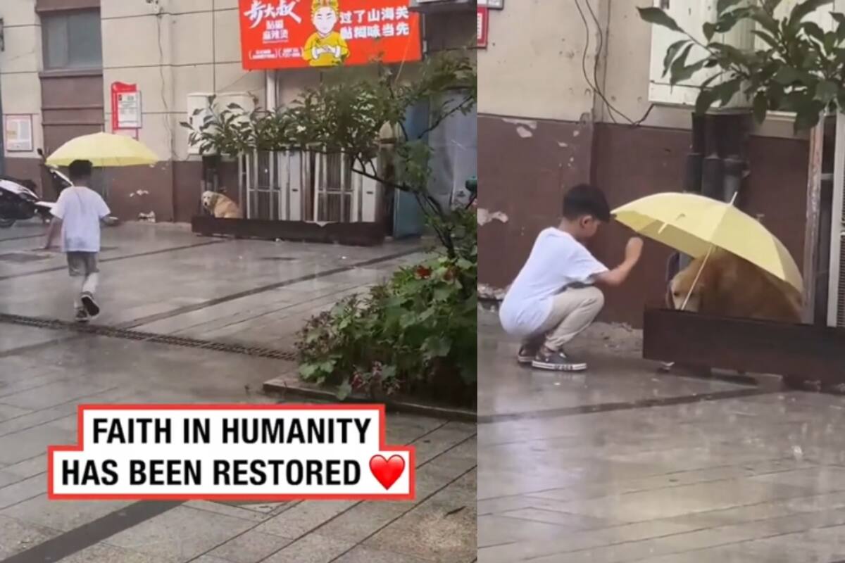 Un niño se vuelve viral por colocar una sombrilla sobre un perro en la calle para protegerlo de la lluvia