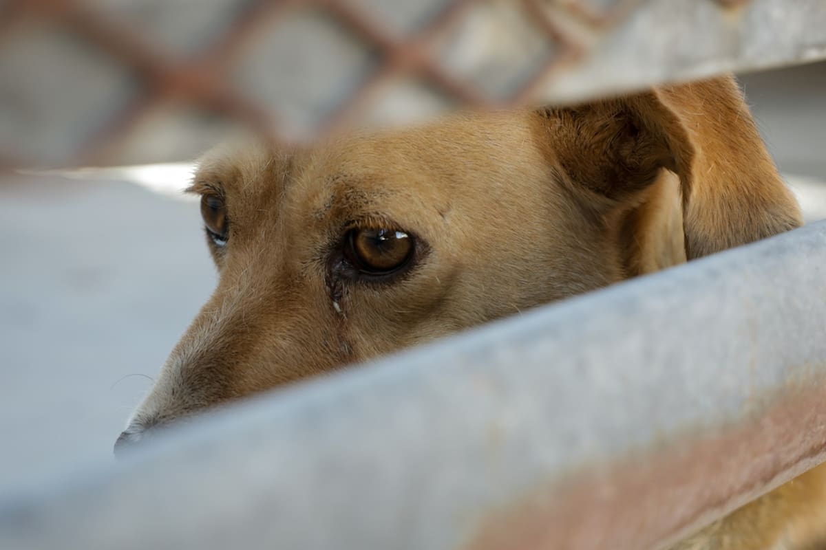 Mexicali reporta más de 500 reportes por ataques de perros en la periferia de la ciudad; la mayoría por animales sueltos en la calle