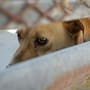 Mexicali reporta más de 500 reportes por ataques de perros en la periferia de la ciudad; la mayoría por animales sueltos en la calle