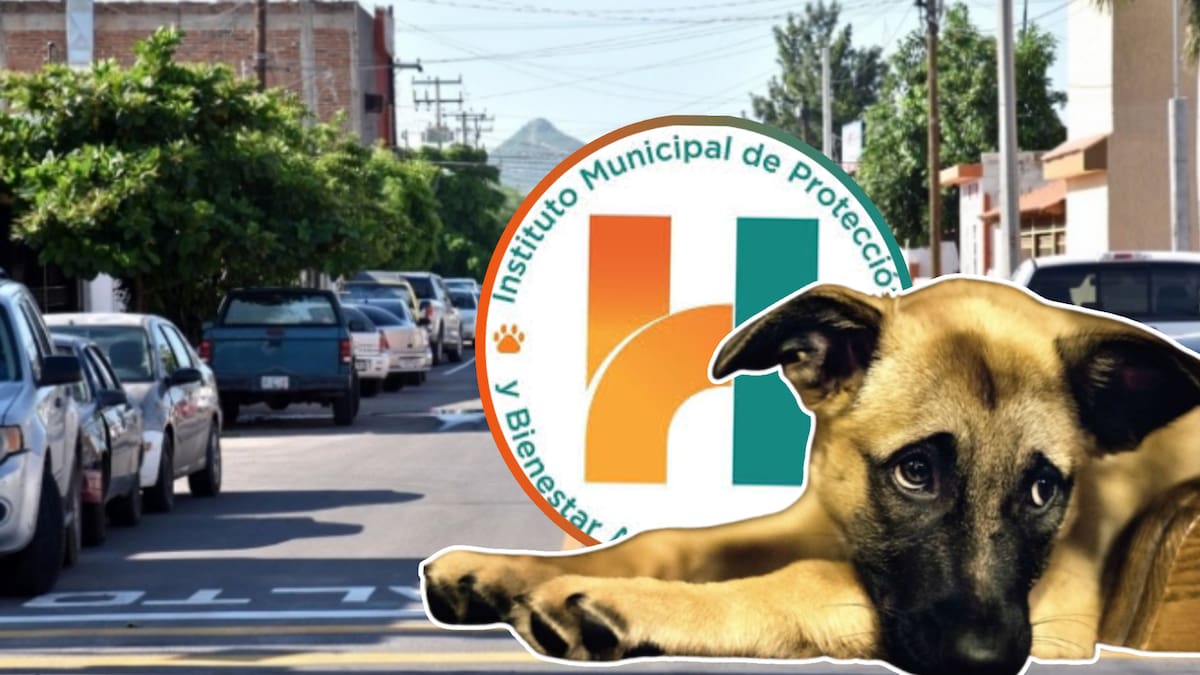 Instituto Municipal de Protección y Bienestar Animal invita a la ciudadanía a sumarse a adopciones de cachorros y jornadas de esterilización