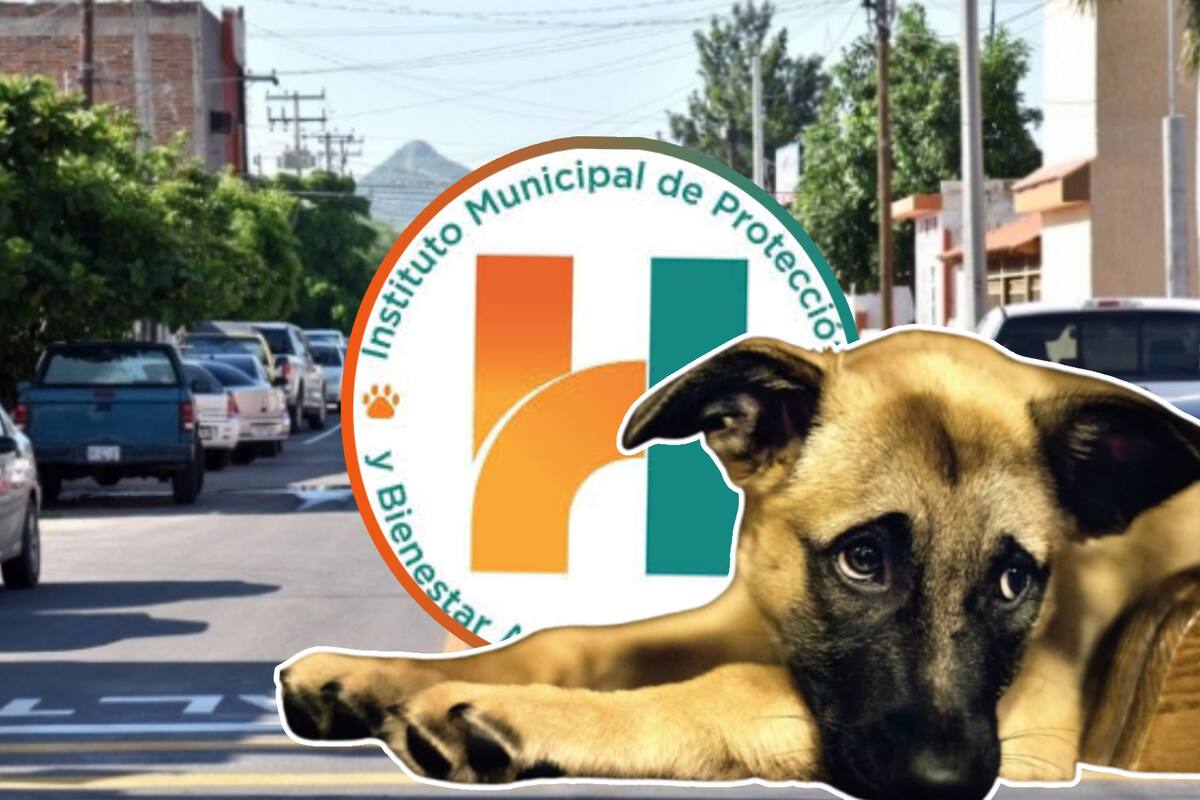 20 perros son atropellados semanalmente en Hermosillo según Protección Animal