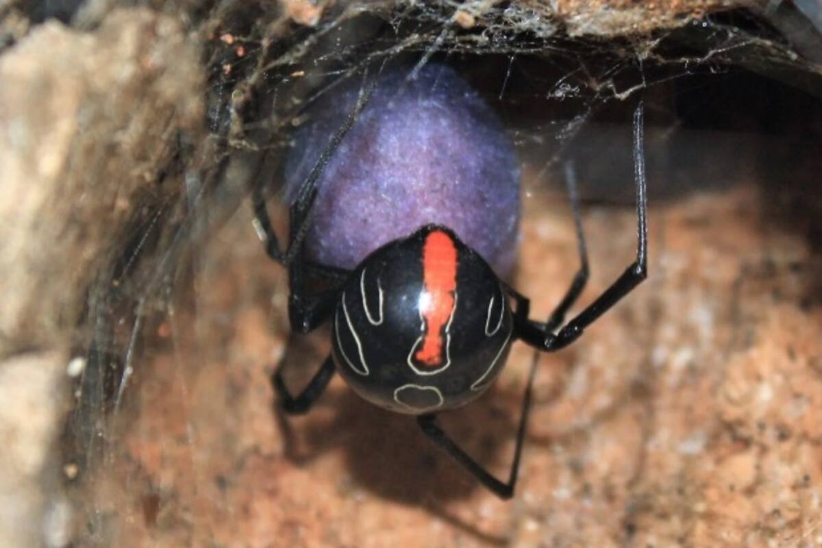 Araña viuda recién descubierta pone huevos de color púrpura brillante