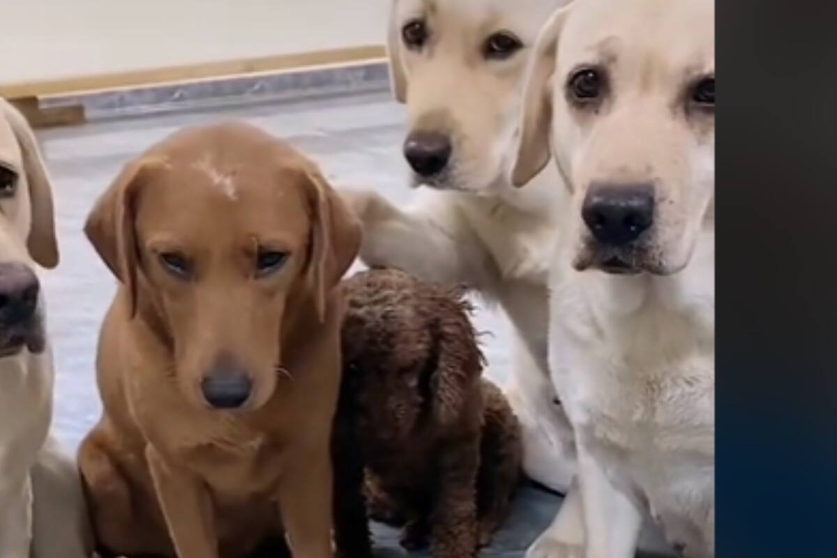 VIRAL: Perritos acusan a su amigo por haber roto una silla