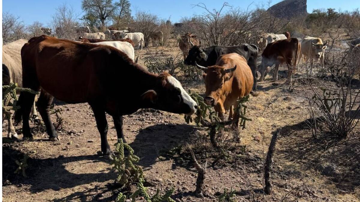 El ganado es alimentado con choya quemada en el Sur del Estado. Foto: Archivo digital GH