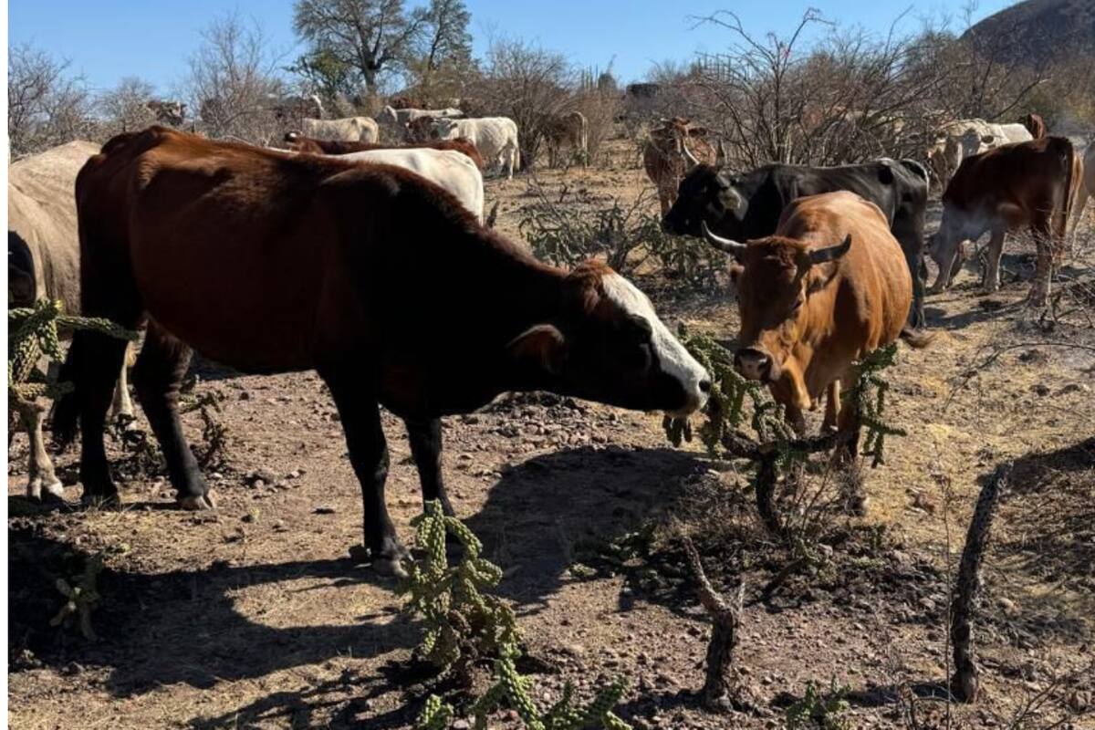 Refuerzan vigilancia sanitaria en Chihuahua para evitar ingreso de reses con gusano barrenador