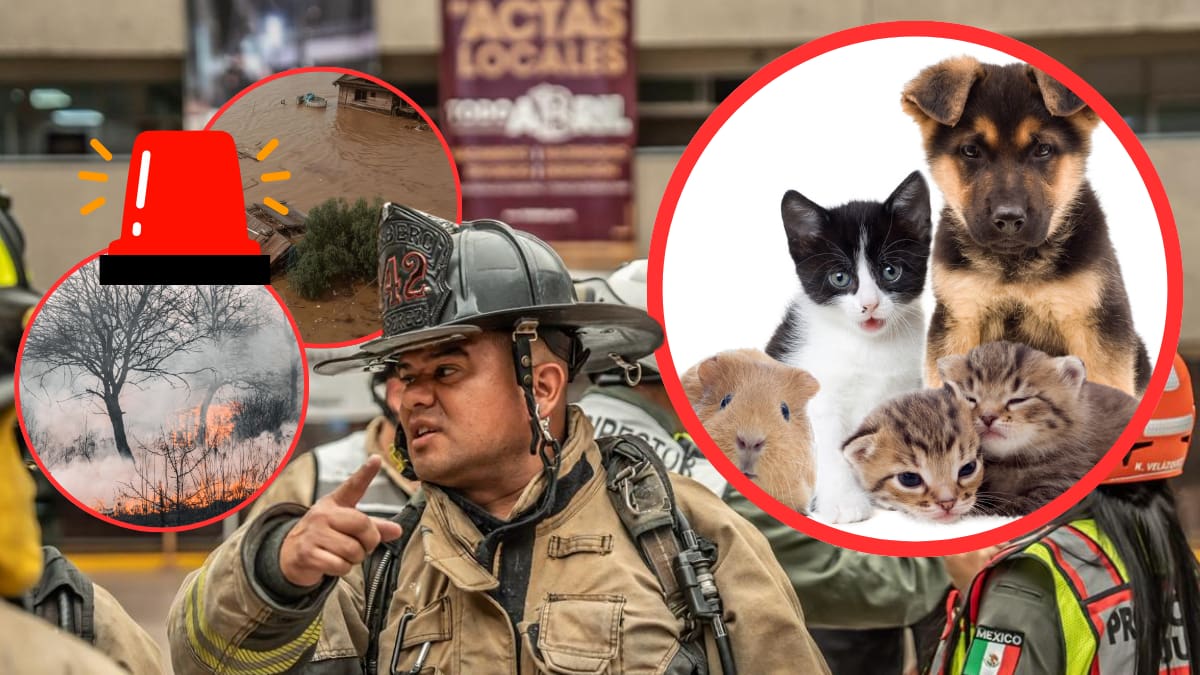 Ya es oficial: mascotas deberán ser consideradas en protocolos de emergencia durante sismos, incendios, inundaciones y contingencias sanitarias