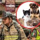 Ya es oficial: mascotas deberán ser consideradas en protocolos de emergencia durante sismos, incendios, inundaciones y contingencias sanitarias