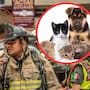 Ya es oficial: mascotas deberán ser consideradas en protocolos de emergencia durante sismos, incendios, inundaciones y contingencias sanitarias