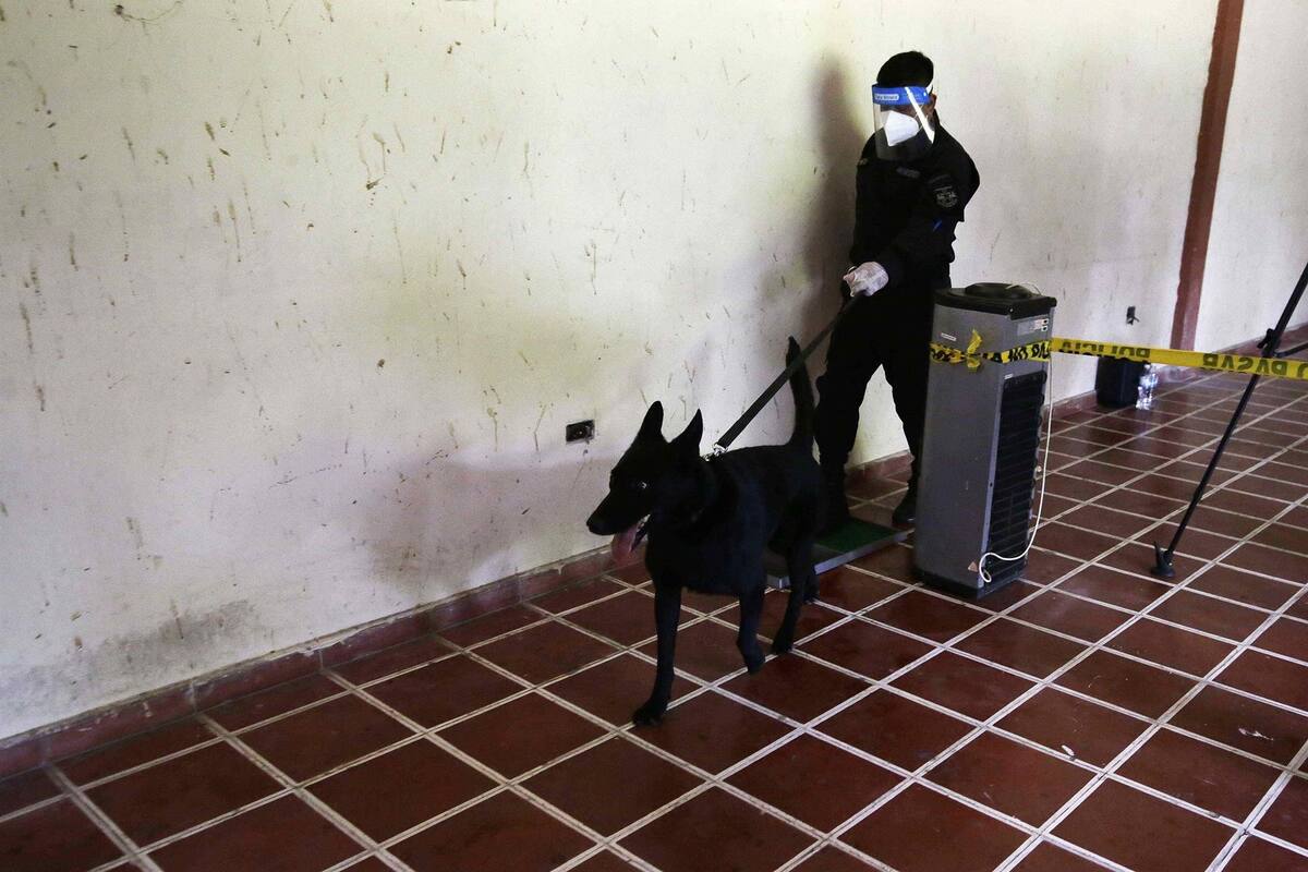 Perros policía como estrategia para detectar casos de covid-19 en El Salvador
