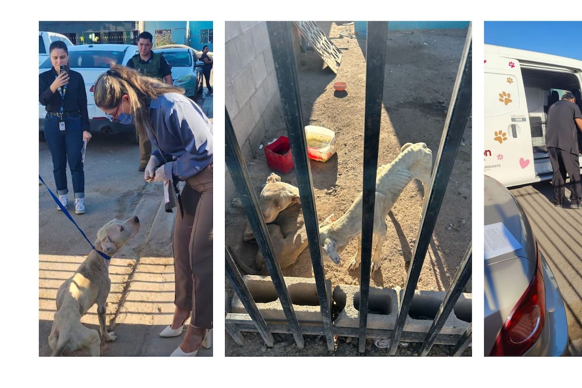 Catean casa abandonada en Mexicali por maltrato animal y encuentran a dos pitbulls solos y desnutridos