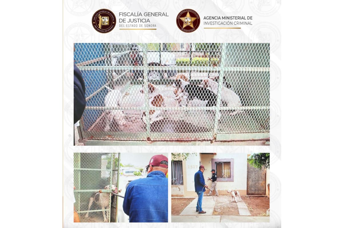 Tras cateo de la FGJES salvan la vida a siete caninos en Ciudad Obregón
