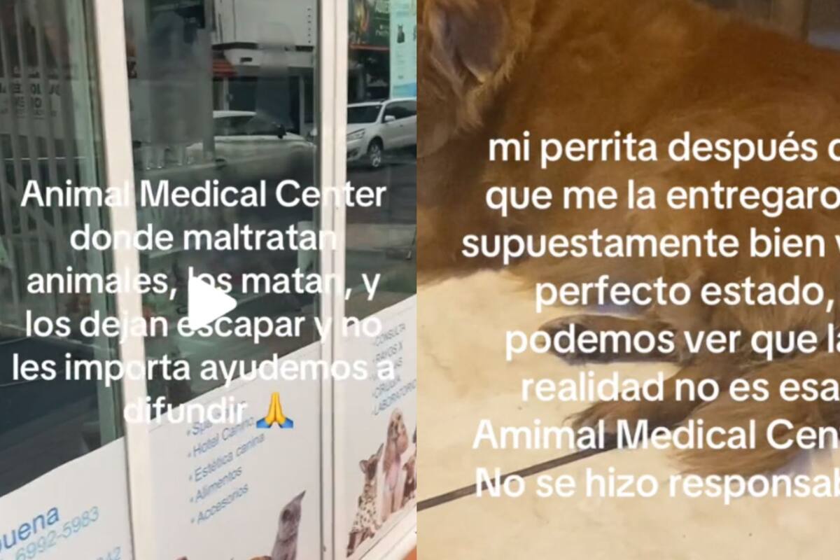 Tiktoker lleva al veterinario a sus mascotas y los dueños dicen que los animales “se escaparon”