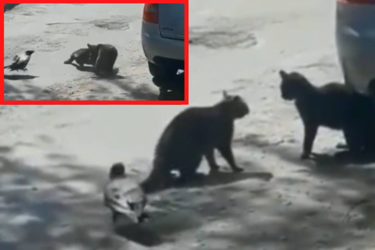 VIDEO: Paloma hace de “árbitro” en pelea callejera de gatos