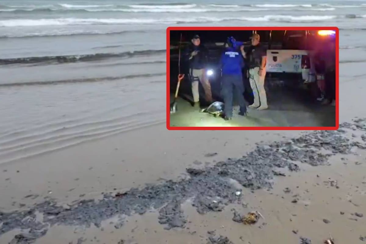 Derrame de petróleo en Veracruz: Hallan tortuga marina muerta y se amplía contaminación en costas de Coatzacoalcos