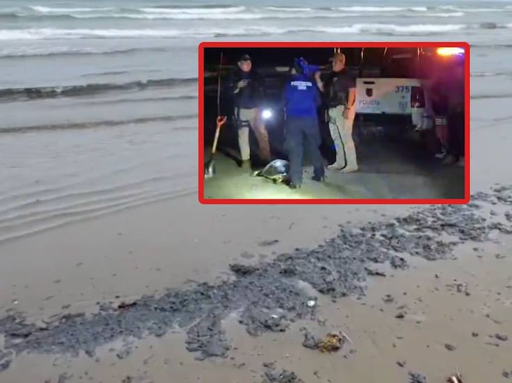 Derrame de petróleo en Veracruz: Hallan tortuga marina muerta y se amplía contaminación en costas de Coatzacoalcos