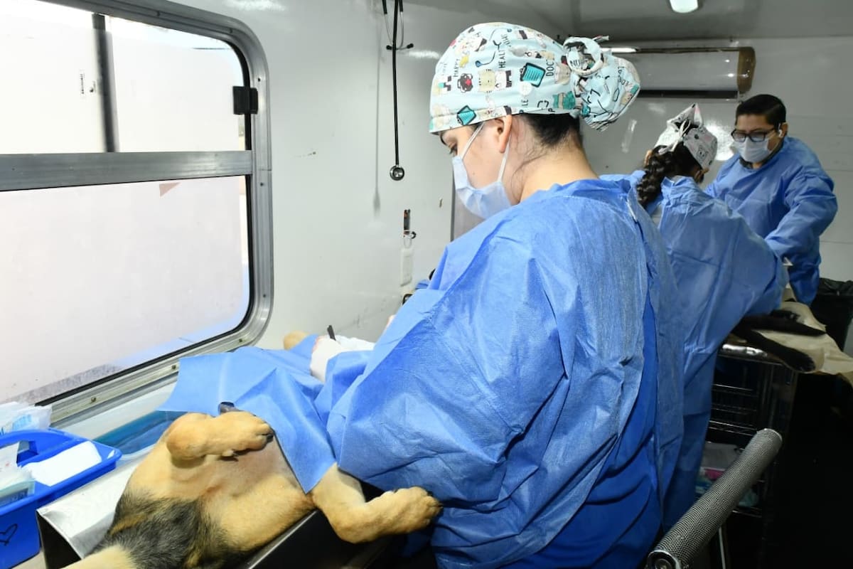 Hermosillo tendrá jornadas gratuitas de castración para perros y gatos del 19 al 24 de octubre; conoce las sedes y requisitos