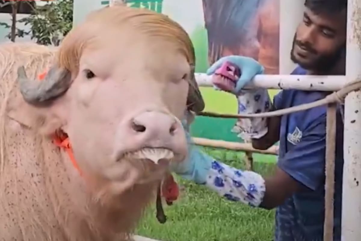 Búfalo albino se salva de ser sacrificado por su supuesto “parecido” a Donald Trump