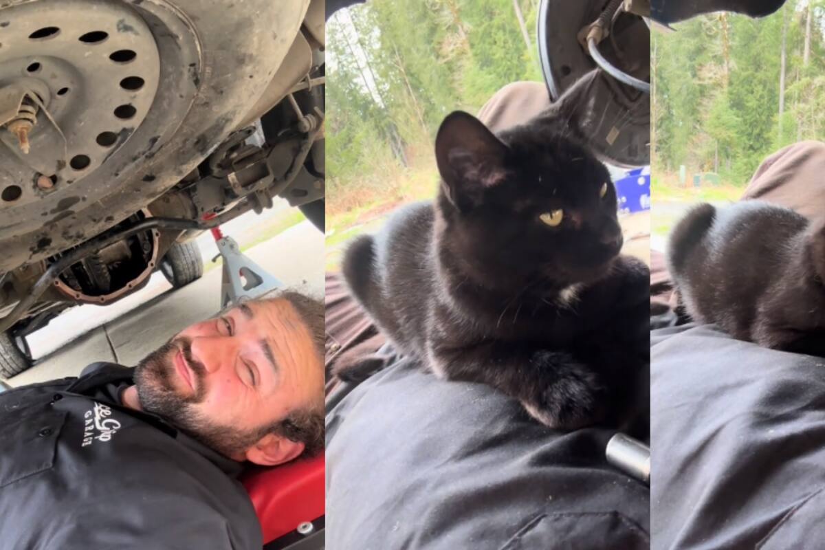 Gatita conquista TikTok al no permitir que su dueño arregle su coche solo