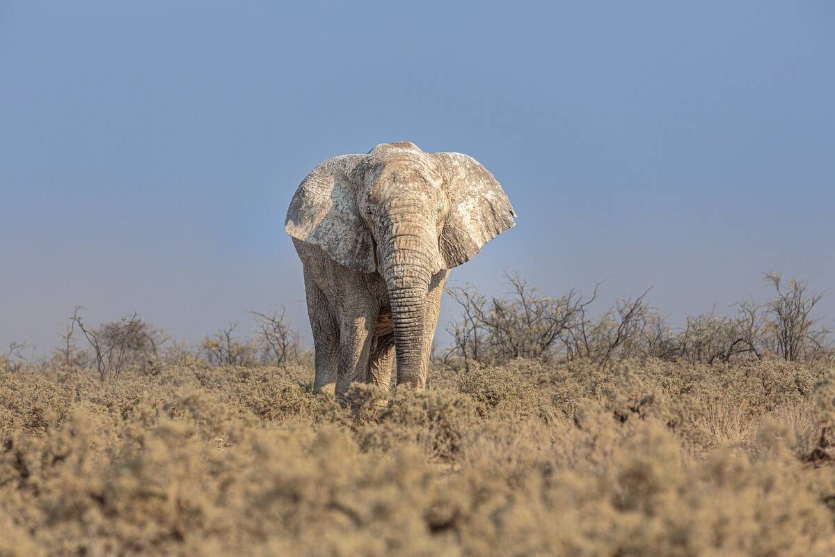 Elefante visita frecuentemente una caseta de cobro