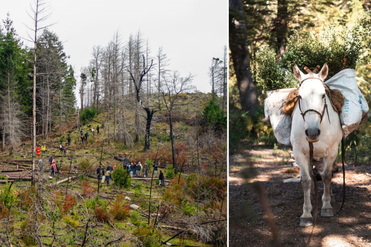 Llevan 20.000 árboles a lomo de caballo para recuperar un bosque de la Patagonia argentina arrasado por incendios y preparan otros 100.000 ejemplares nativos para continuar la restauración