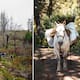20.000 árboles viajan a caballo en la Patagonia