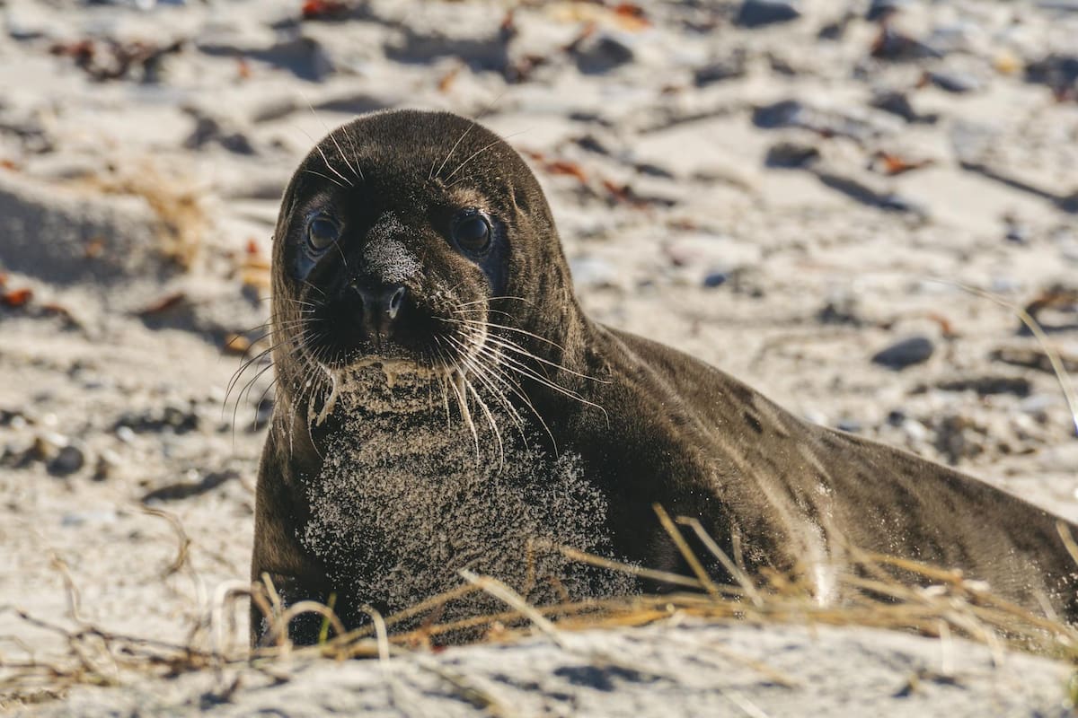 Turista es arrestado en Hawái por presuntamente lanzar una piedra a una foca en peligro de extinción