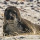 Turista es arrestado en Hawái por presuntamente lanzar una piedra a una foca en peligro de extinción