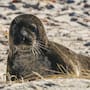 Turista es arrestado en Hawái por presuntamente lanzar una piedra a una foca en peligro de extinción
