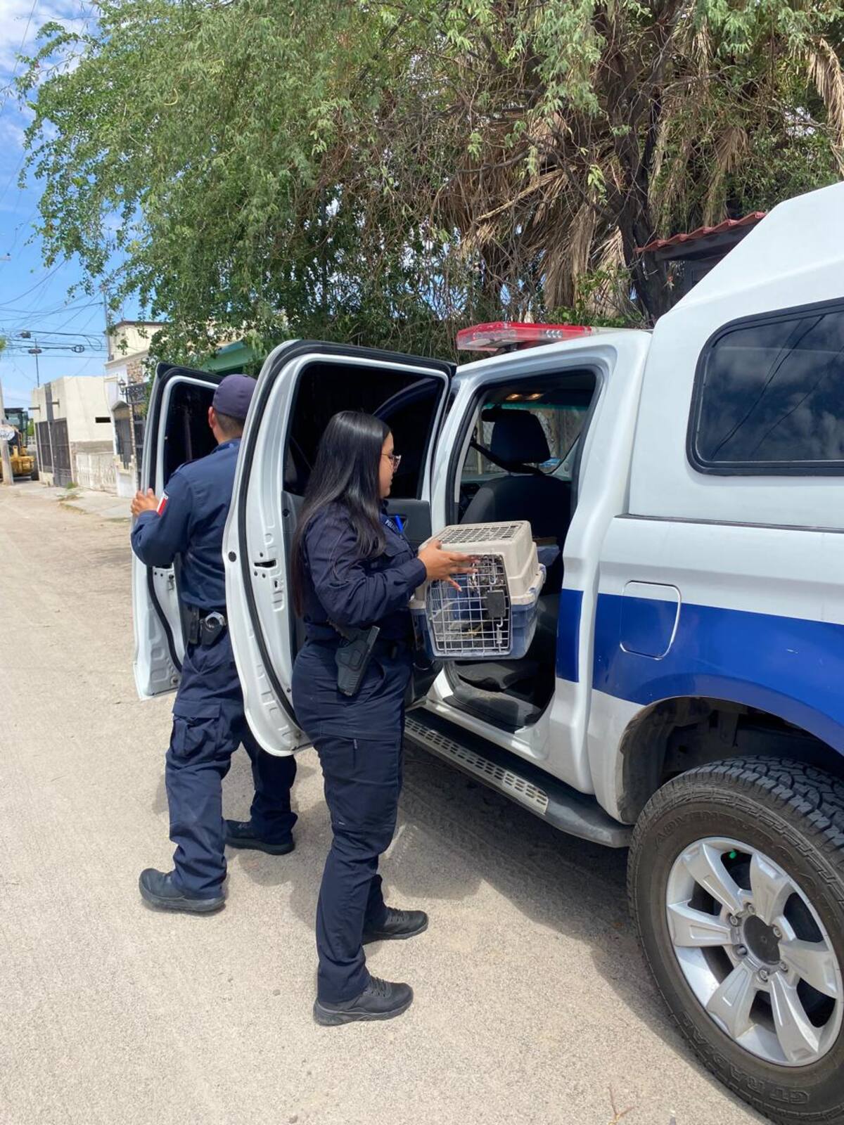 Elementos de la policía de Hermosillo resguardan a halcón deshidratado en jaula; lo suben a patrulla.