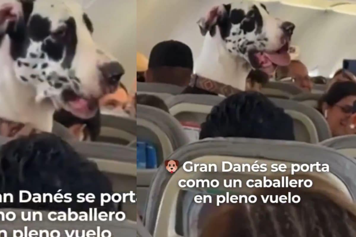 Gran Danés viaja como pasajero en vuelo a Puerto Vallarta y conquista a todos con su tamaño y tranquilidad