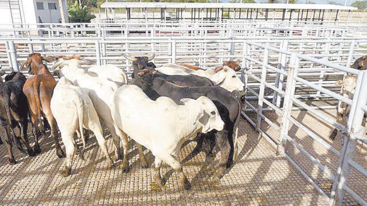 Realizan nueva revisión de ganado en Nogales y Agua Prieta para reanudar exportaciones a EU | Noticias de Sonora | El Imparcial