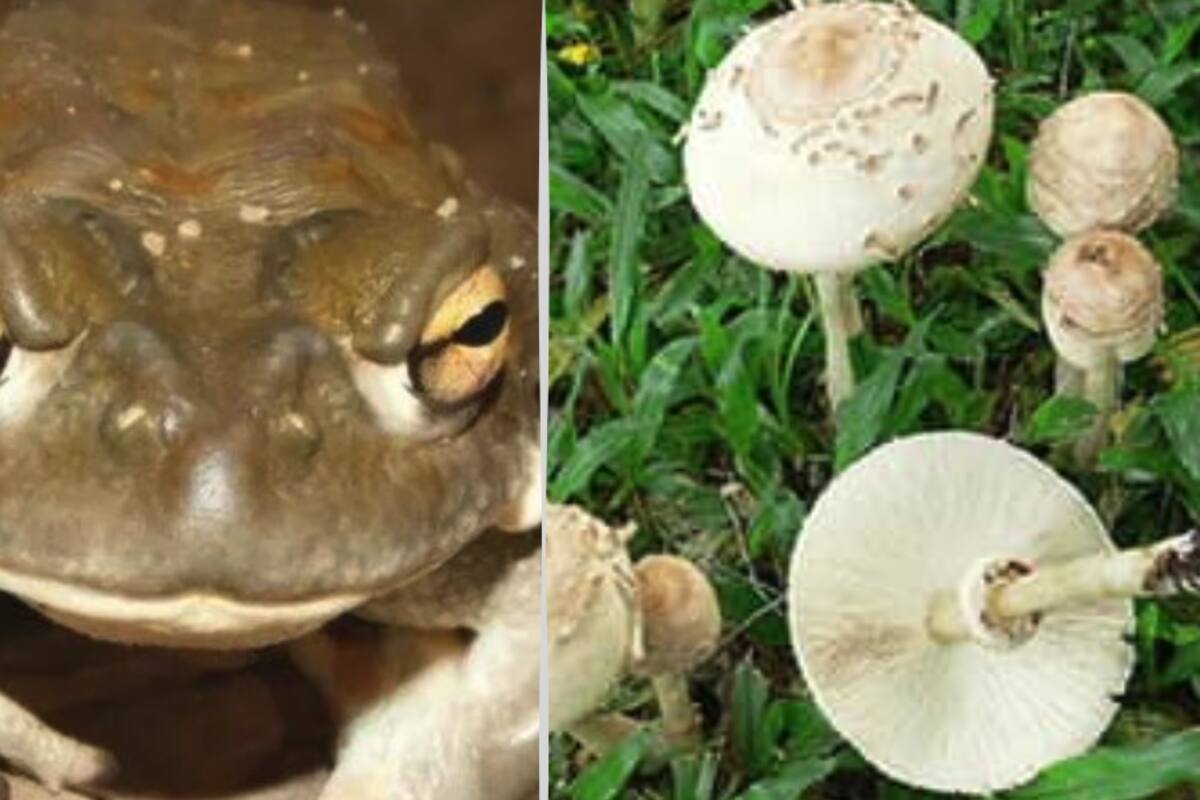 Arizona: Hongos y sapos venenosos usados en rituales en Sonora aparecen tras las lluvias
