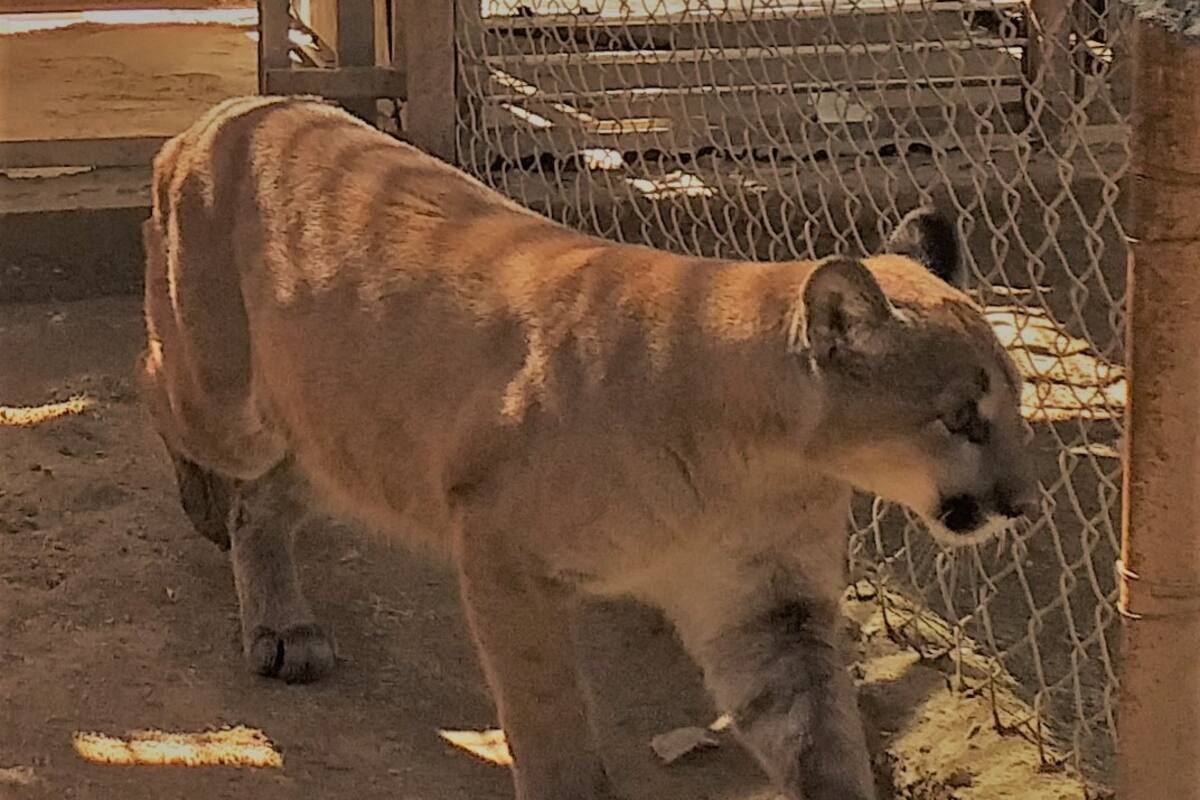 Llega puma concolor "Nala" al Centro Ecológico de Sonora