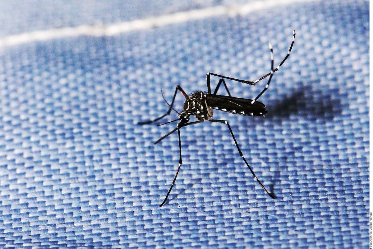 Lluvias de Rachel elevan riesgo de dengue en San Luis Río Colorado; llaman a eliminar criaderos