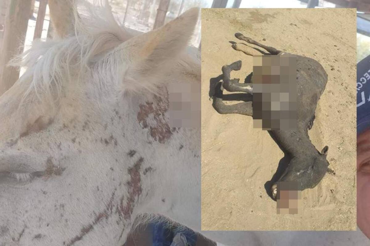 Yegua "Princesa" y su cría son quemadas; Fiscalía investiga maltrato animal