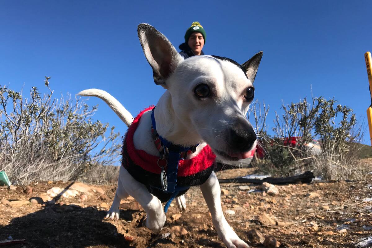 Por qué los perros son la mejor compañía durante la cuarentena