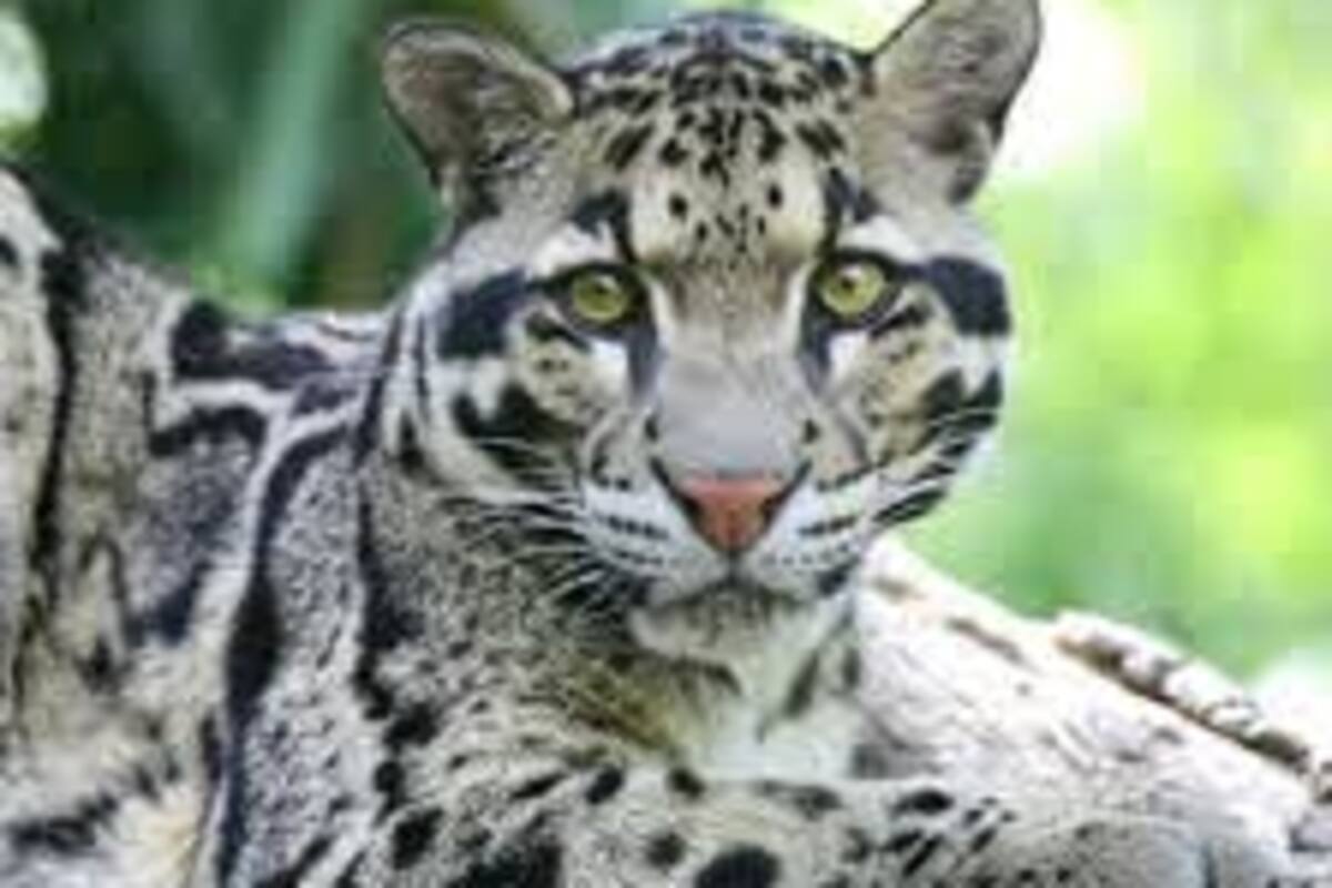 Encuentran especie en peligro de extinción en Tailandia