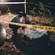 Padre asesinó a su hija de 17 años, intentó ocultar el cuerpo y reportó la desaparición; el hombre rechazaba el noviazgo de la joven con un electricista