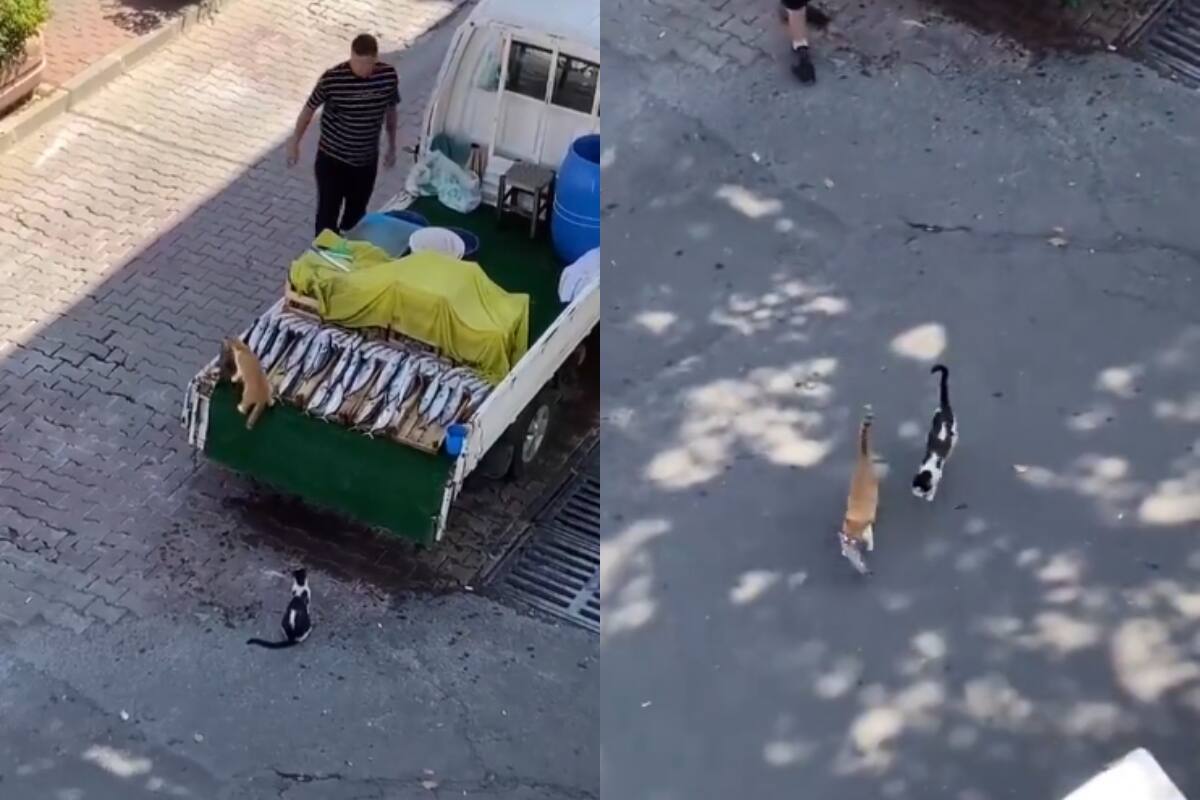Gatos sorprenden en redes por robarse un pescado de un puesto de mariscos (VIDEO)
