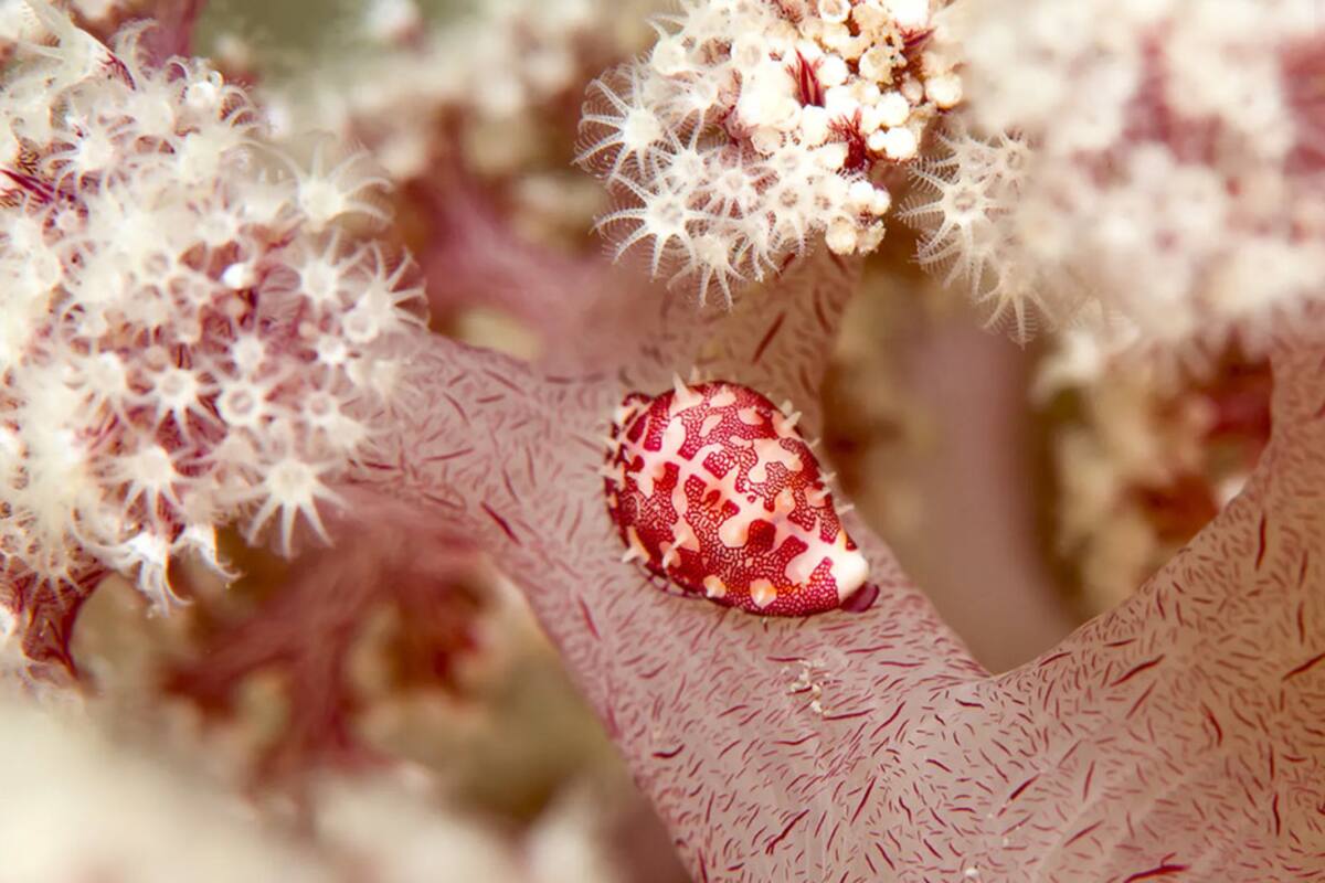 Una "rara" especie de coral australiano podría desaparecer en 10 años