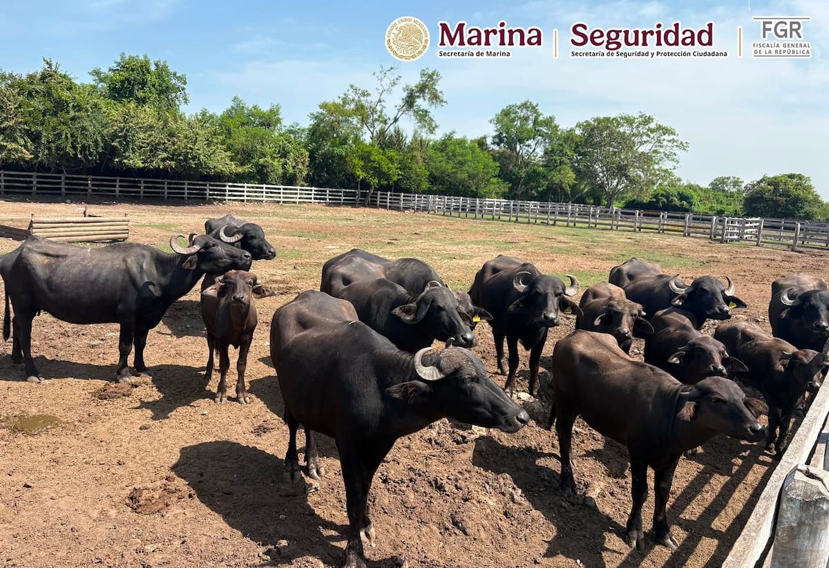 Aseguran cinco inmuebles en Tamaulipas y rescatan 135 animales exóticos; también hallan 68 mil litros de diésel