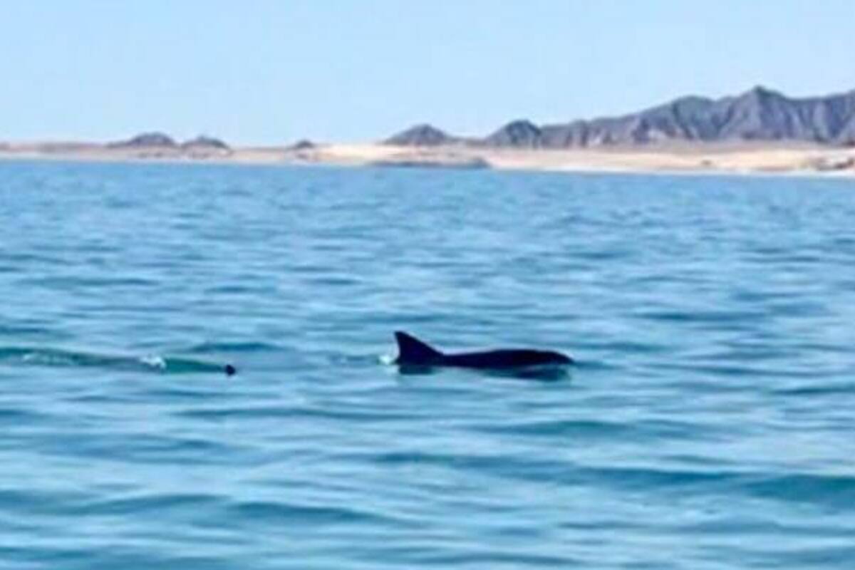 Afecta el cambio climático situación de vaquita marina